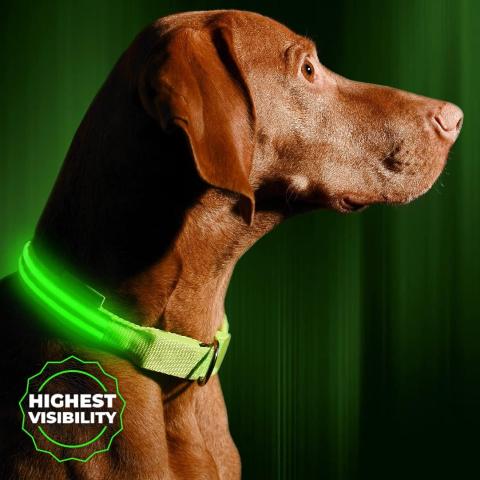 ILLUMISEEN USB Rechargeable LED Dog Collar
