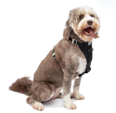Kurgo Tru-Fit Enhanced Strength Dog Car Harness (Large, Black)